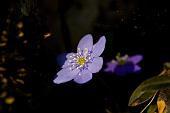 16_hepatica nobilis (erba trinità)